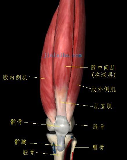 股四头肌与髌骨
