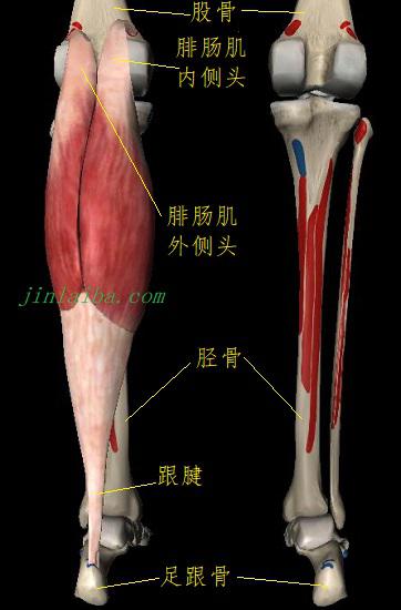 腓肠肌