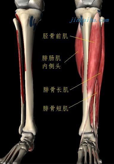 腓肠肌、比目鱼肌、胫骨前肌、胫骨后肌及腓骨肌群