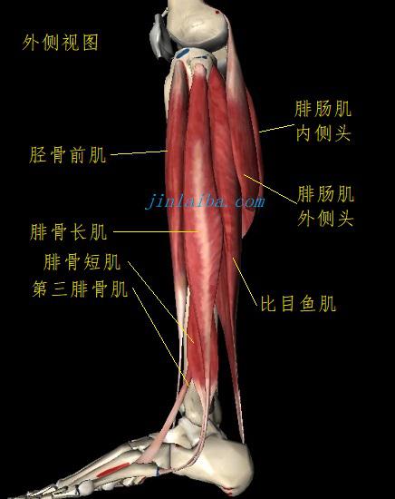 腓肠肌、比目鱼肌、胫骨前肌、胫骨后肌及腓骨肌群