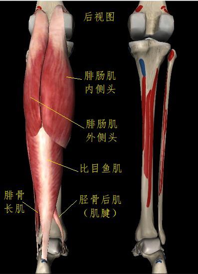 腓肠肌和比目鱼肌
