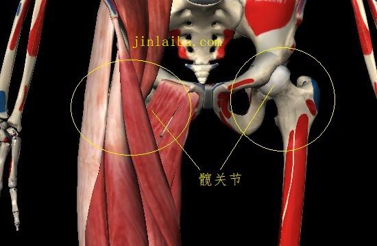 髋关节及相关肌肉群