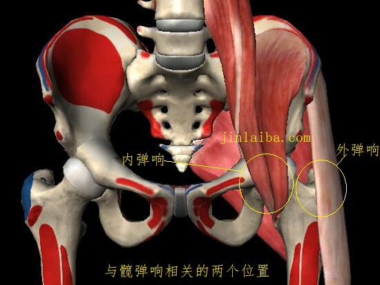 弹响髋发生的部位