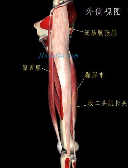 直接与小腿相连的核心肌肉