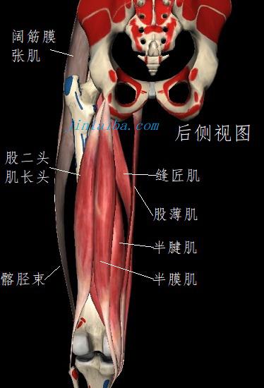 腘绳肌及相头肌肉
