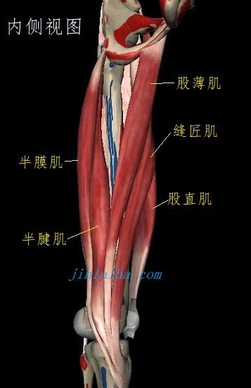 直接与小腿相连的核心肌肉