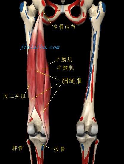 腘绳肌