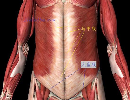 腹部肌肉