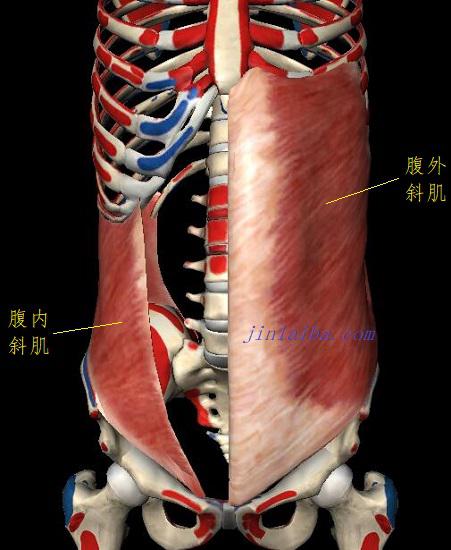 腹外斜肌与腹内斜肌