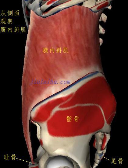 腹内斜肌