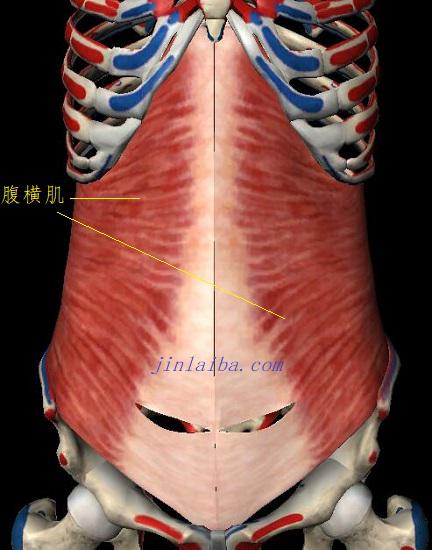 腹横肌