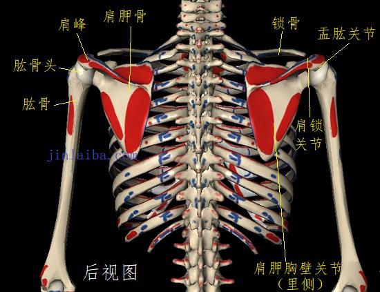 由脊柱及肋骨严密保护的胸廓