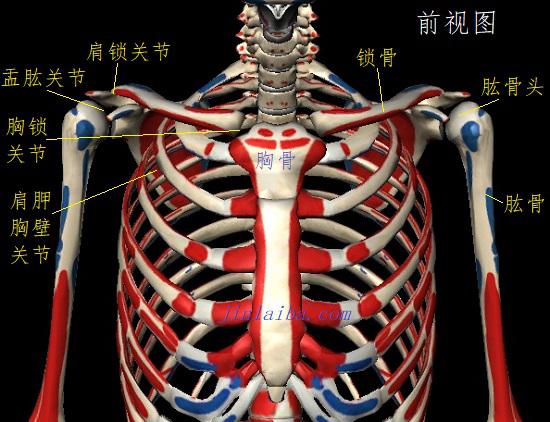 肩胛胸壁关节及周边其他关节
