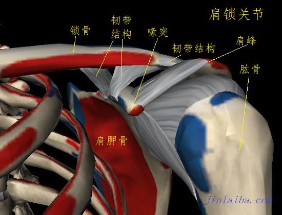 肩锁关节