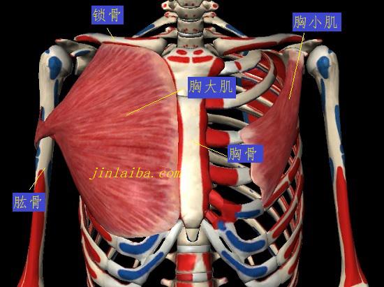 脊柱及躯干
