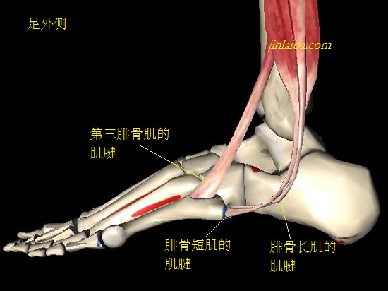 足外侧的腓骨肌肌腱