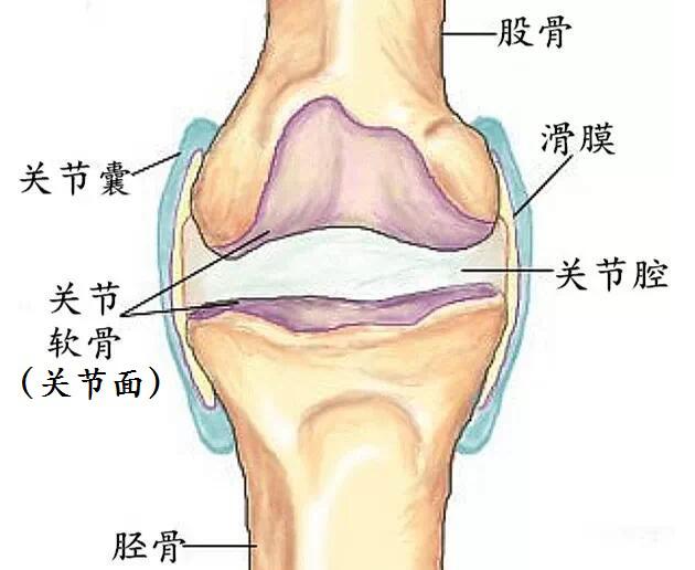 关节的构成