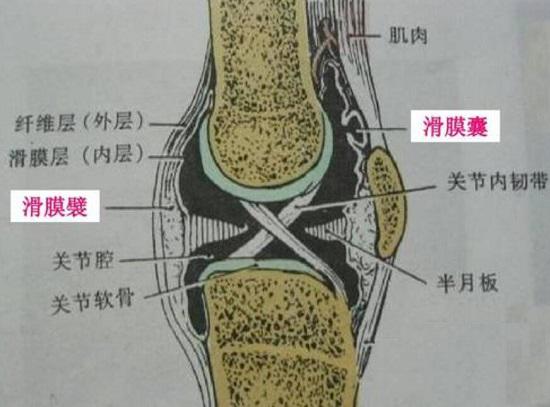 滑膜囊