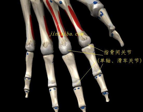 指骨间关节（单轴关节、滑车关节）
