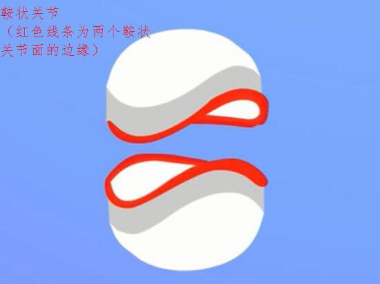 鞍状关节构造模拟图