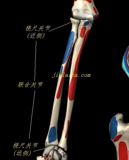 远侧桡尺关节与近侧桡尺关节（联合关节）