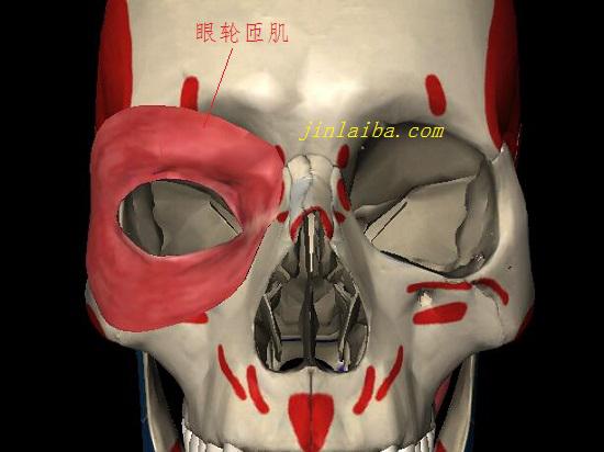眼轮匝肌