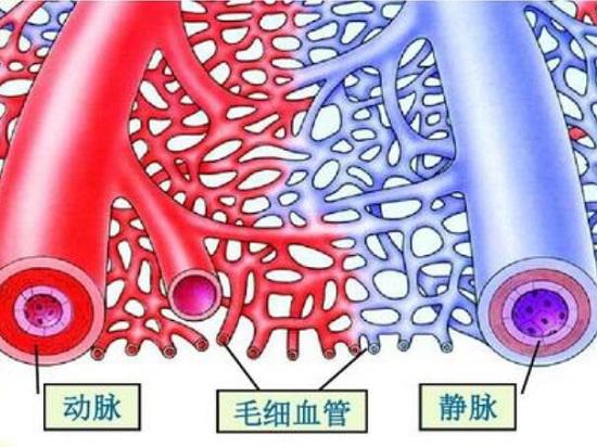 动脉血管、静脉血管和毛细血管