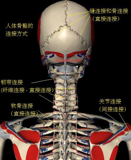 几种常骨骼连接方式