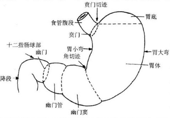 胃