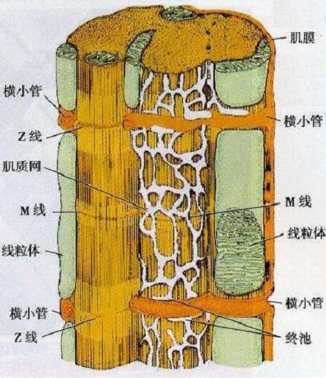 肌肉细胞与线位体