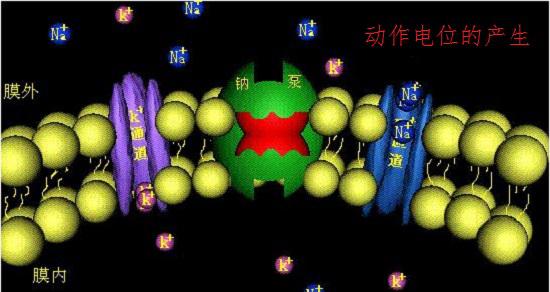 细胞膜与动作电位的产生