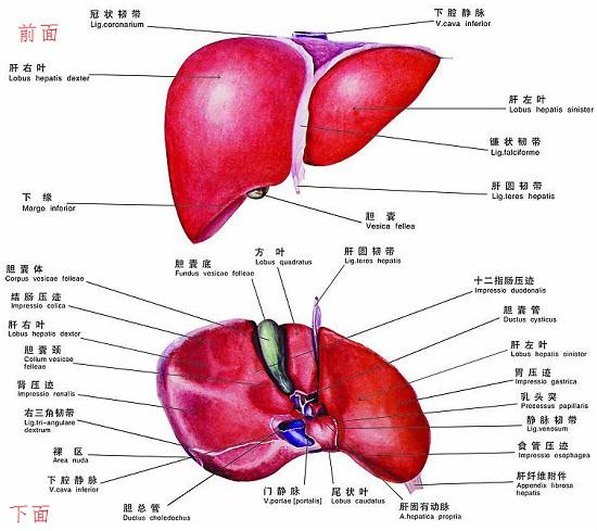 肝和胆