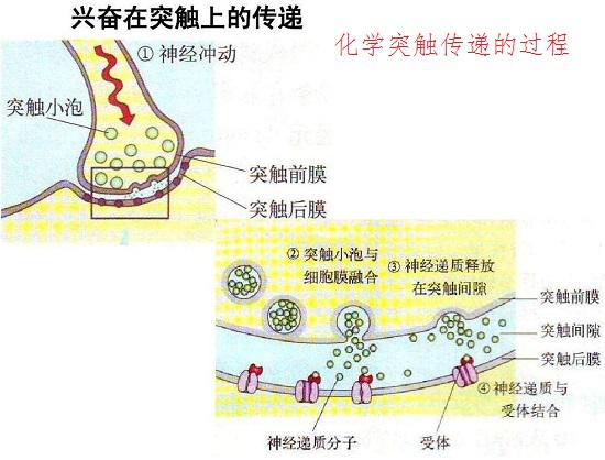 神经元的化学突触信息传递