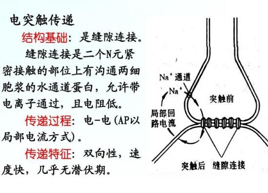 神经元的电突触信息传递