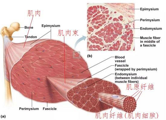 肌肉的构成