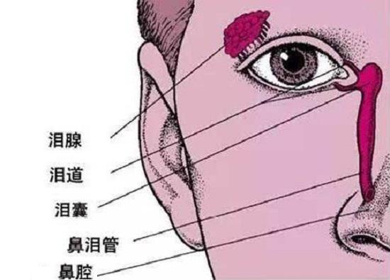 哭与鼻子的关系