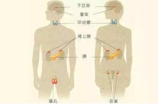 几个重要的人体内分泌腺