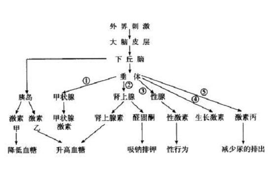 内分泌系统的层级关系
