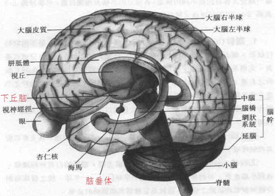 下丘脑和脑垂体在脑中的位置