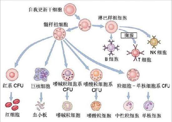 免疫细胞、红细胞和血小板