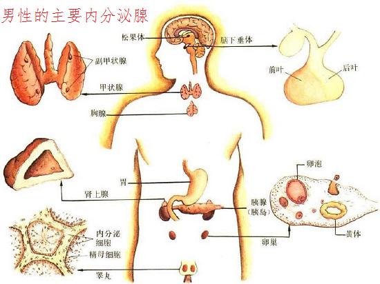 男性主要的内分泌腺
