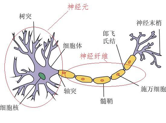 神经组织及施万细胞
