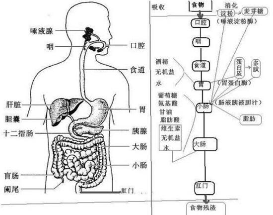 营养物质在人体消化器官中的消化过程