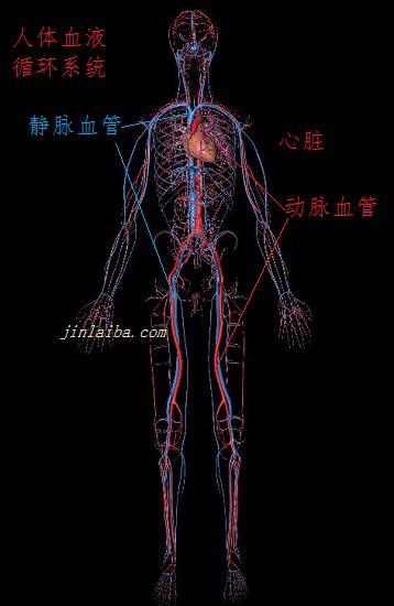 人体血液循环系统