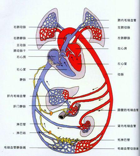 人体体系液循环系统概览图