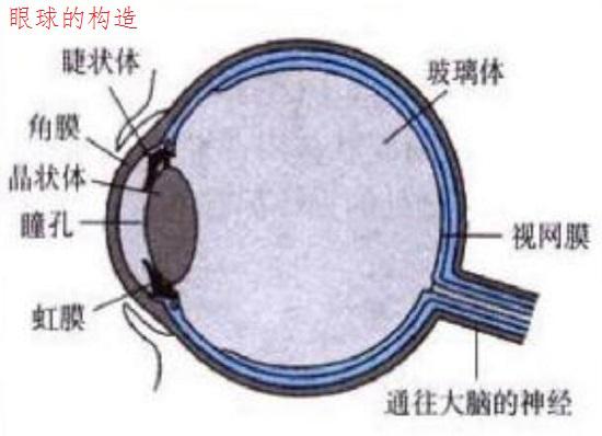 眼球的主要构造