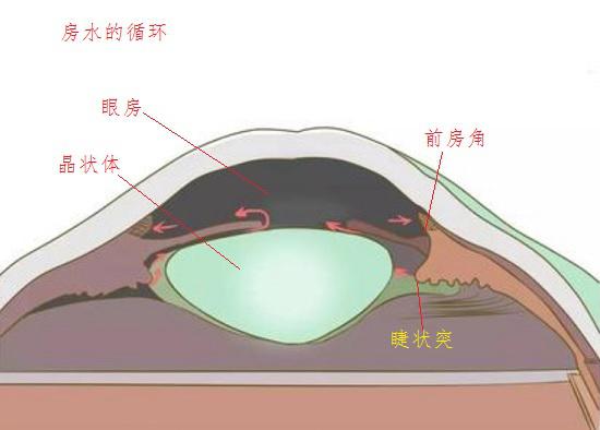 房水的循环