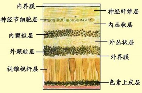 视网膜结构