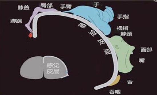 大脑映射区示意图