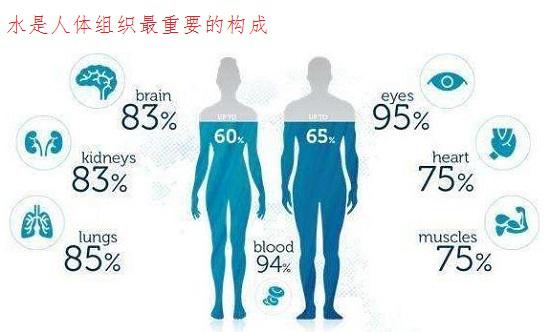 人体不同器官的含水量